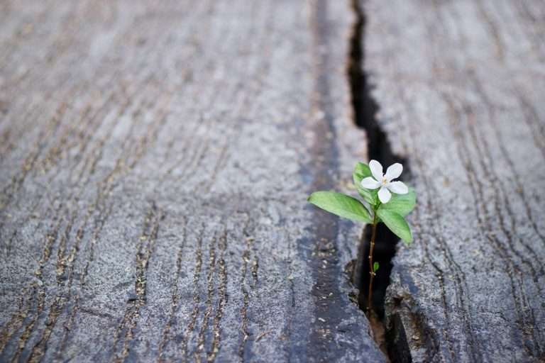 flower-growing-from-piece-of-wood